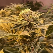 R Kiem Regular (R Kiem Seeds) Cannabis Seeds
