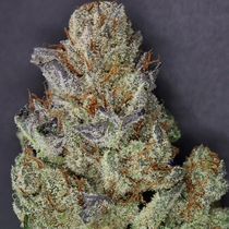 501st OG (Rare Dankness Seeds) Cannabis Seeds