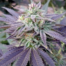 Blue OX (Rare Dankness Seeds) Cannabis Seeds