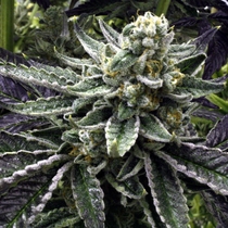 Commerce City Kush (Rare Dankness Seeds) Cannabis Seeds