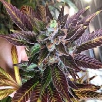 Dank Commander (Rare Dankness Seeds) Cannabis Seeds