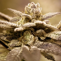 Dark Shadow Haze (Rare Dankness Seeds) Cannabis Seeds