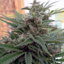 Flo OG (Rare Dankness Seeds) Cannabis Seeds