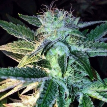 Ghost Of Lee Roy (Rare Dankness Seeds) Cannabis Seeds