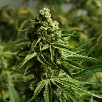 Ghost Train Haze #1 feminised (Rare Dankness Seeds) Cannabis Seeds