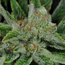 Ghost Train Haze #1 (Rare Dankness Seeds) Cannabis Seeds
