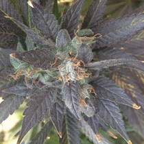 Grape OX (Rare Dankness Seeds) Cannabis Seeds