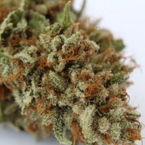Harlox (Rare Dankness Seeds) Cannabis Seeds