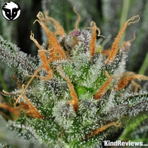 Karma Bitch (Rare Dankness Seeds) Cannabis Seeds