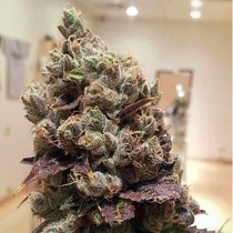 Lee Roy (Rare Dankness Seeds) Cannabis Seeds