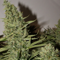 Longs Peak Blue (Rare Dankness Seeds) Cannabis Seeds