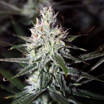 Moonshine Haze (Rare Dankness Seeds) Cannabis Seeds