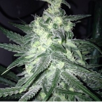 Moonshine's Ghost Train (Rare Dankness Seeds) Cannabis Seeds