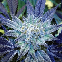 Night Terror OG (Rare Dankness Seeds) Cannabis Seeds
