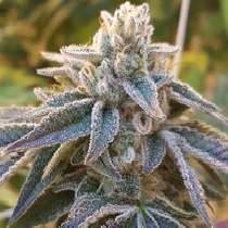 Pamelina (Rare Dankness Seeds) Cannabis Seeds