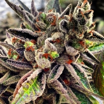 Scotts OG feminised (Rare Dankness) Cannabis Seeds