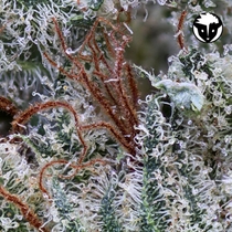 Scotts OG regular (Rare Dankness Seeds) Cannabis Seeds