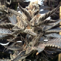 Star Killer (Rare Dankness Seeds) Cannabis Seeds
