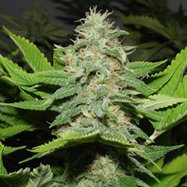Walker Kush (Rare Dankness Seeds) Cannabis Seeds