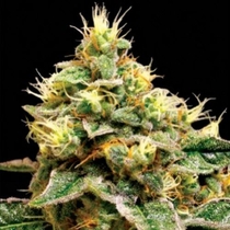 Confidential Cheese (Reserva Privada Seeds) Cannabis Seeds