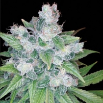 Kandy Kush (Reserva Privada Seeds) Cannabis Seeds