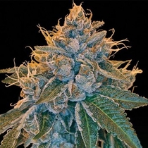 Kosher Kush (Reserva Privada Seeds) Cannabis Seeds