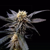Strawberry Banana (Reserva Privada Seeds) Cannabis Seeds