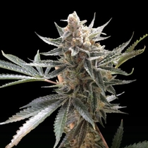 Tangie (Reserva Privada Seeds) Cannabis Seeds