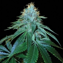 The OG #18 (Reserva Privada Seeds) Cannabis Seeds