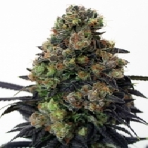 Acid Dough (Ripper Seeds) Cannabis Seeds