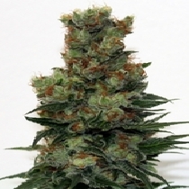 Badazz (Ripper Seeds) Cannabis Seeds
