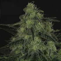 Black Valley (Ripper Seeds) Cannabis Seeds
