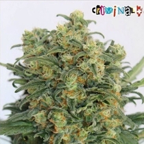 Criminal + (Ripper Seeds) Cannabis Seeds