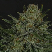 Double Glock (Ripper Seeds) Cannabis Seeds