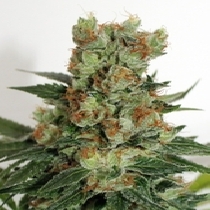 Fuel OG (Ripper Seeds) Cannabis Seeds