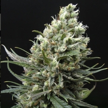 Haze (Ripper Seeds) Cannabis Seeds