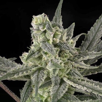 Old School (Ripper Seeds) Cannabis Seeds