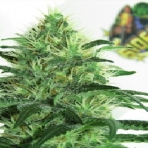 Sideral (Ripper Seeds) Cannabis Seeds