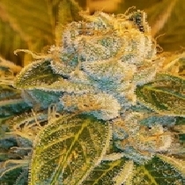 Sour Ripper (Ripper Seeds) Cannabis Seeds