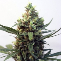 Toxic (Ripper Seeds) Cannabis Seeds
