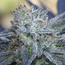 Washing Machine (Ripper Seeds) Cannabis Seeds