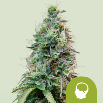 Amnesia Haze Auto (Royal Queen Seeds) Cannabis Seeds