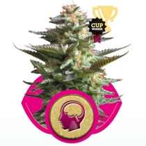 Amnesia Haze (Royal Queen Seeds) Cannabis Seeds