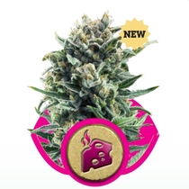 Blue Cheese (Royal Queen Seeds) Cannabis Seeds