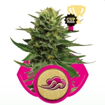 Blue Mistic (Royal Queen Seeds) Cannabis Seeds
