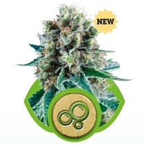Bubble Kush Auto (Royal Queen Seeds) Cannabis Seeds