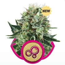 Bubble Kush (Royal Queen Seeds) Cannabis Seeds