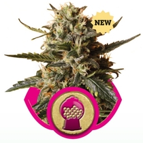 Bubblegum XL (Royal Queen Seeds) Cannabis Seeds