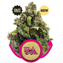 Candy Kush Express Fast Version (Royal Queen Seeds) Cannabis Seeds