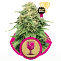 Critical (Royal Queen Seeds) Cannabis Seeds